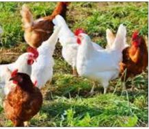 Chickens