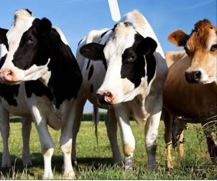 Cows