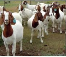 Goats
